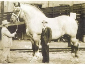 A black and white photo of a massive horse dwarfing two full-grown men.